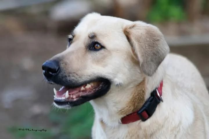 Mili (Μίλι), female 3yo Mixed Breed for adoption at COPRAP — Corinthia Animal Rescue