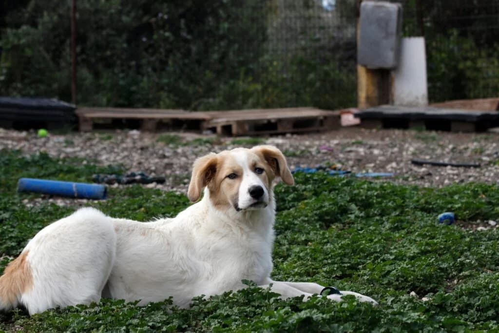 Nala (Νάλα), female puppy Mixed Breed for adoption at COPRAP — Corinthia Animal Rescue