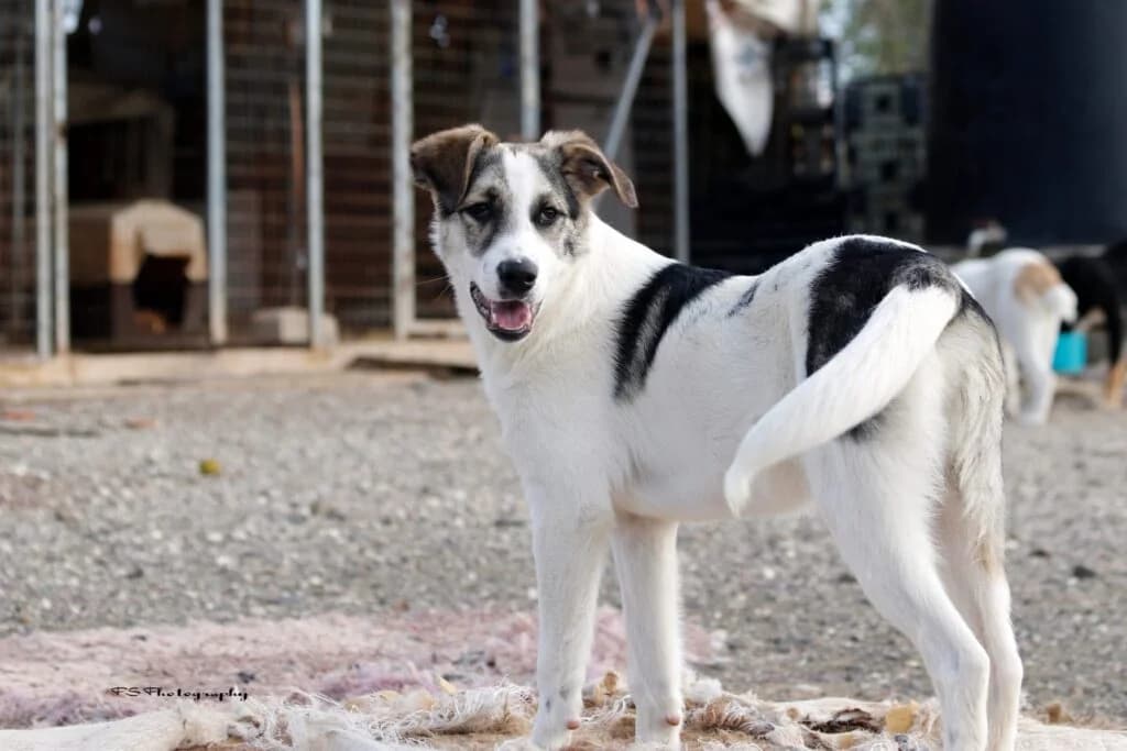 Nils (Νιλς), male puppy Mixed Breed for adoption at COPRAP — Corinthia Animal Rescue