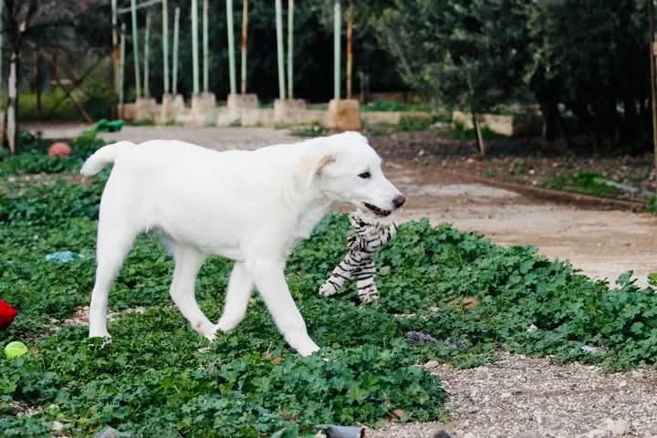 Noe (Νώε), male puppy Mixed Breed for adoption at COPRAP — Corinthia Animal Rescue