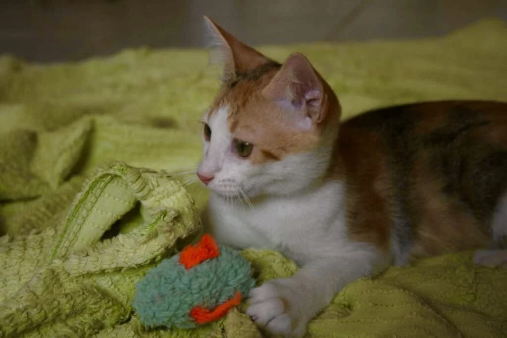 Ntempy (Ντέμπυ), female young Mixed Breed for adoption at COPRAP — Corinthia Animal Rescue