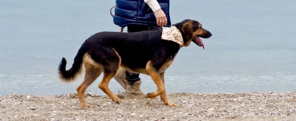 Όno (Όνο), male 5yo Mixed Breed for adoption at COPRAP — Corinthia Animal Rescue