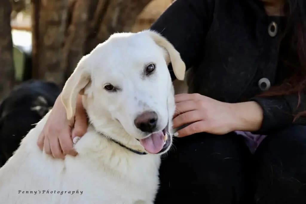 Pino (Πίνο), male young Mixed Breed for adoption at COPRAP — Corinthia Animal Rescue