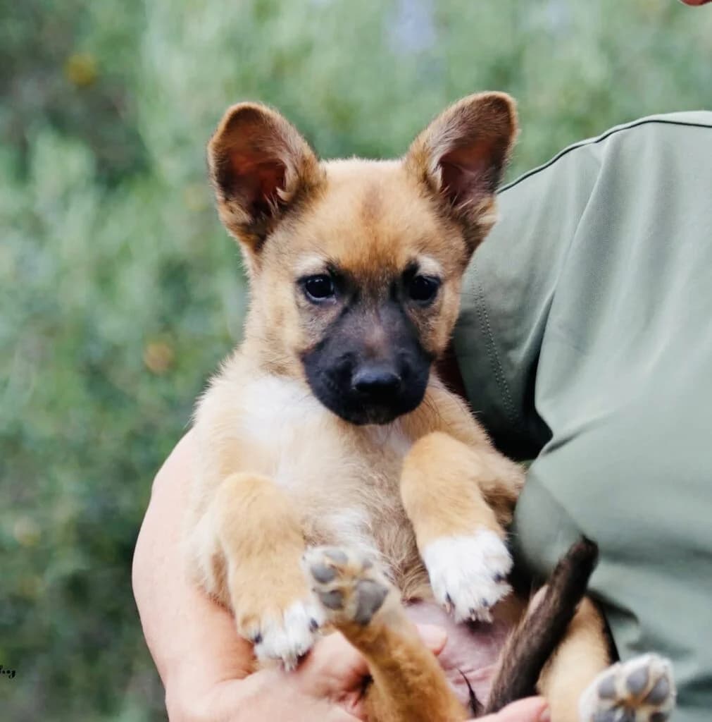 Rena (Ρένα), female puppy Mixed Breed for adoption at COPRAP — Corinthia Animal Rescue