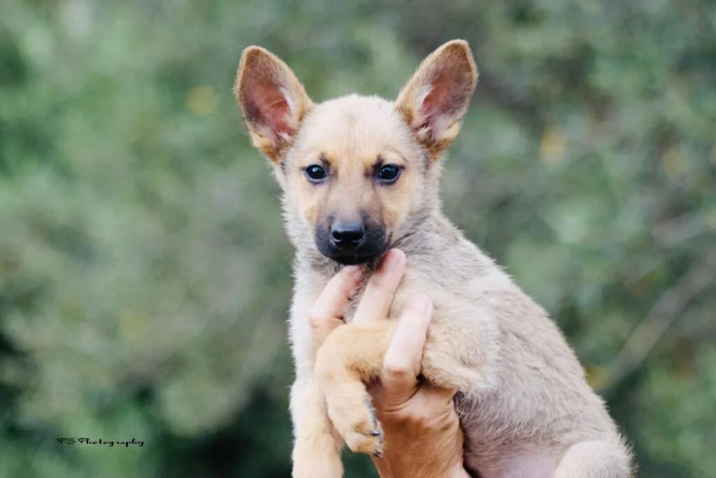 Roympy (Ρούμπυ), female puppy Mixed Breed for adoption at COPRAP — Corinthia Animal Rescue