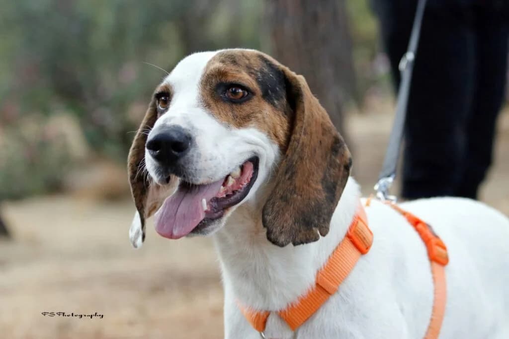 Santo (Σάντο), male young Mixed Breed for adoption at COPRAP — Corinthia Animal Rescue