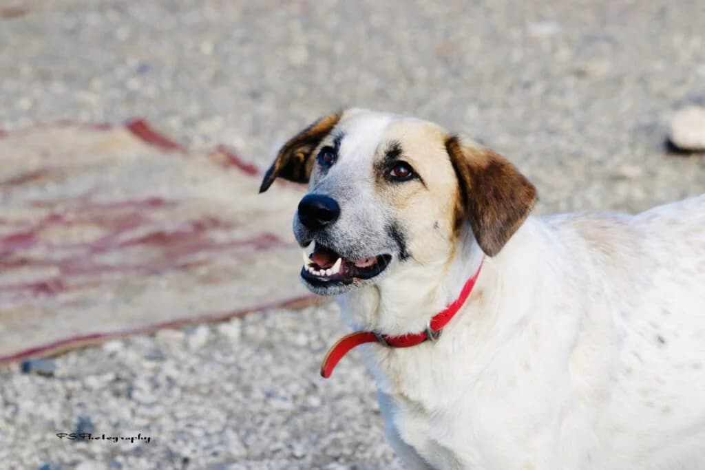 Sara (Σάρα), female 3yo Mixed Breed for adoption at COPRAP — Corinthia Animal Rescue