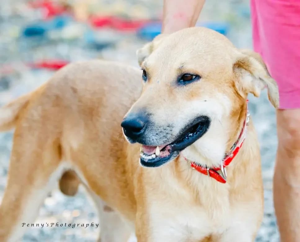 Sifis (Σήφης), male 5yo Mixed Breed for adoption at COPRAP — Corinthia Animal Rescue