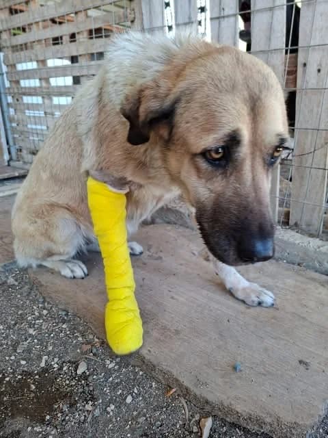Silvia (Σίλβια), female senior Mixed Breed for adoption at COPRAP — Corinthia Animal Rescue