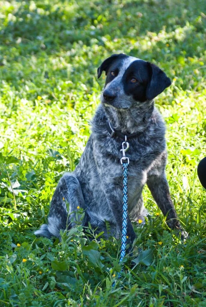 Syrmo (Σύρμο), female 4yo Mixed Breed for adoption at COPRAP — Corinthia Animal Rescue