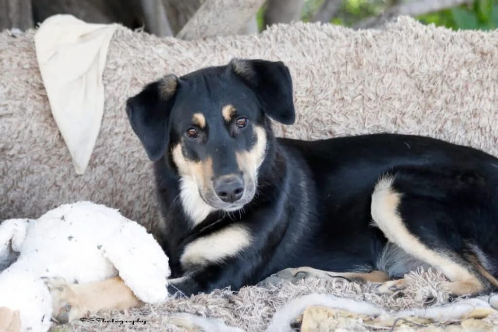 Tino (Τίνο), male young Mixed Breed for adoption at COPRAP — Corinthia Animal Rescue