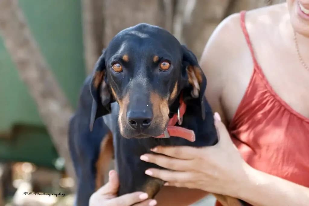 Tzoylio (Τζούλιο), male 4yo Mixed Breed for adoption at COPRAP — Corinthia Animal Rescue