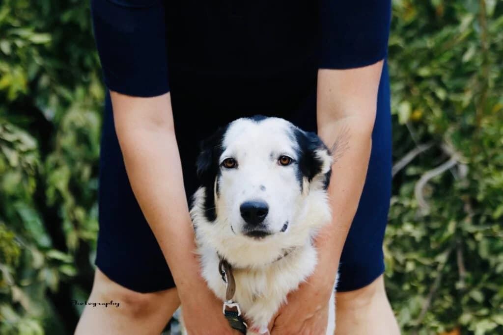 Violeta (Βιολέτα), female young Mixed Breed for adoption at COPRAP — Corinthia Animal Rescue