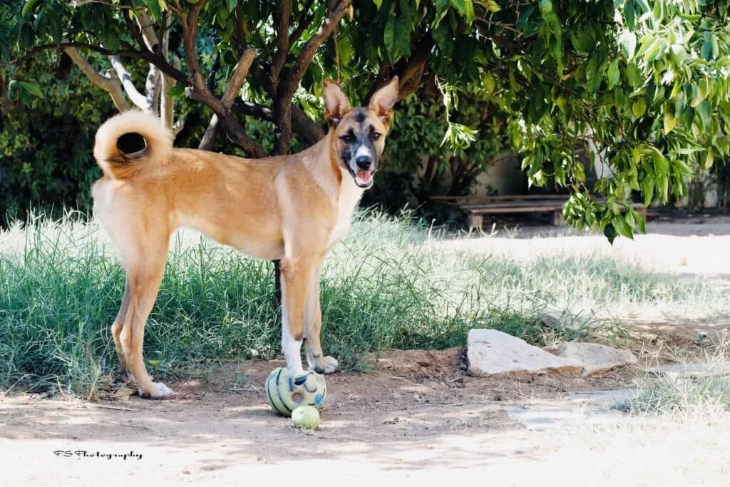 Zara (Ζάρα), female puppy Mixed Breed for adoption at COPRAP — Corinthia Animal Rescue
