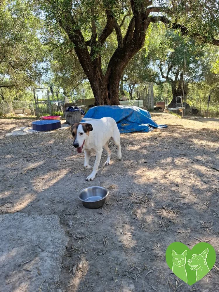 Apollo, male puppy Mixed Breed for adoption at Corfu Animal Help, Corfu
