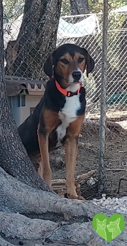 BENJI, male Mixed Breed for adoption at Corfu Animal Help, Corfu