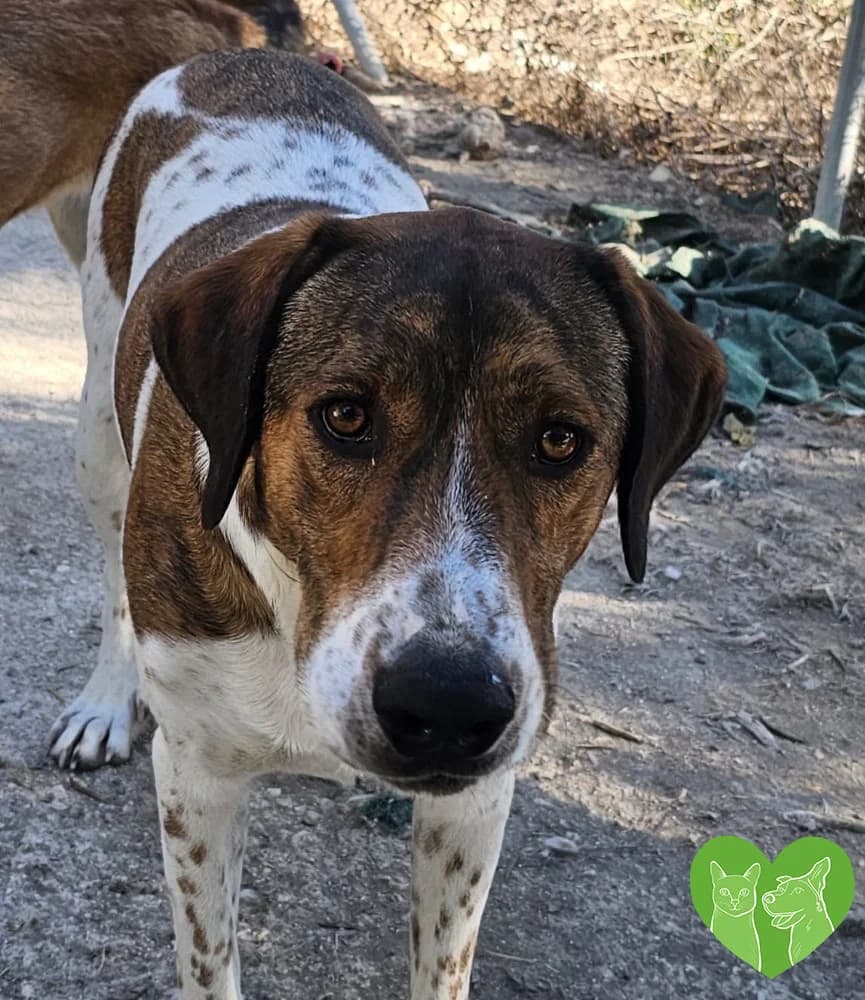Bruno, male puppy Mixed Breed for adoption at Corfu Animal Help, Corfu