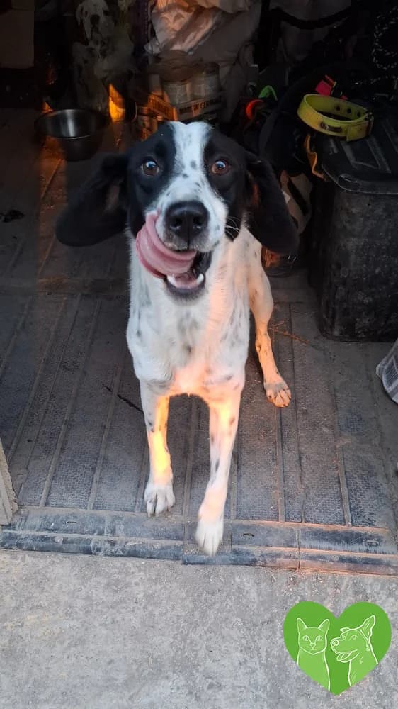 Buddy, male Mixed Breed for adoption at Corfu Animal Help, Corfu
