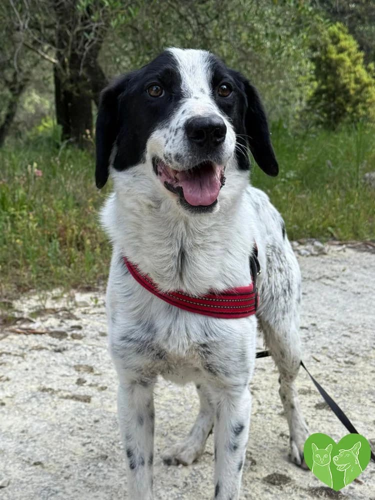 Buddy, male Mixed Breed for adoption at Corfu Animal Help, Corfu