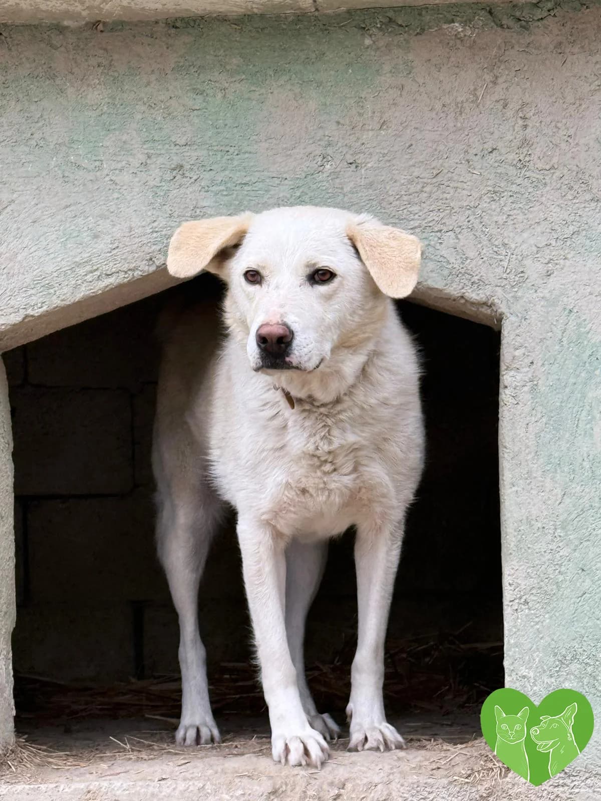 Cassie, female puppy Mixed Breed for adoption at Corfu Animal Help, Corfu