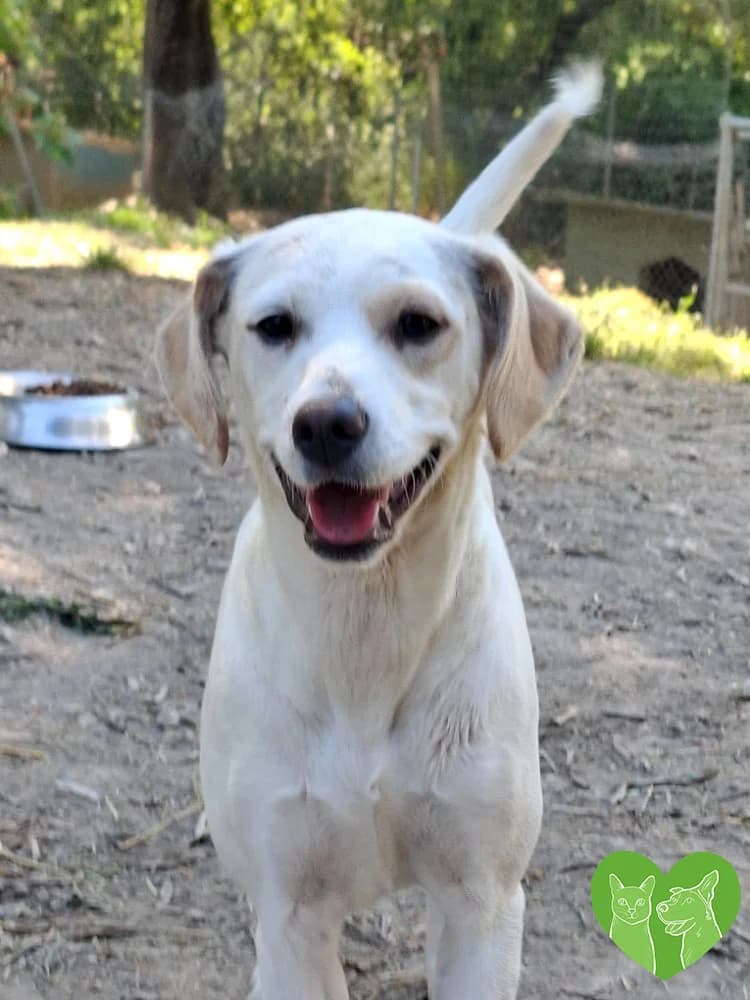Cindy, female puppy Mixed Breed for adoption at Corfu Animal Help, Corfu