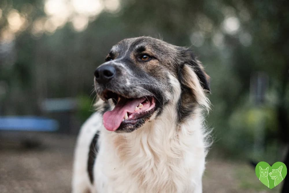 Clyde, female puppy Mixed Breed for adoption at Corfu Animal Help, Corfu