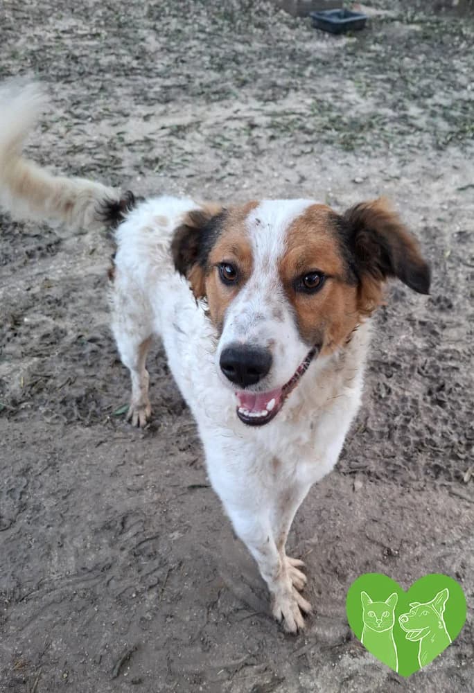 CURLY, female Mixed Breed for adoption at Corfu Animal Help, Corfu