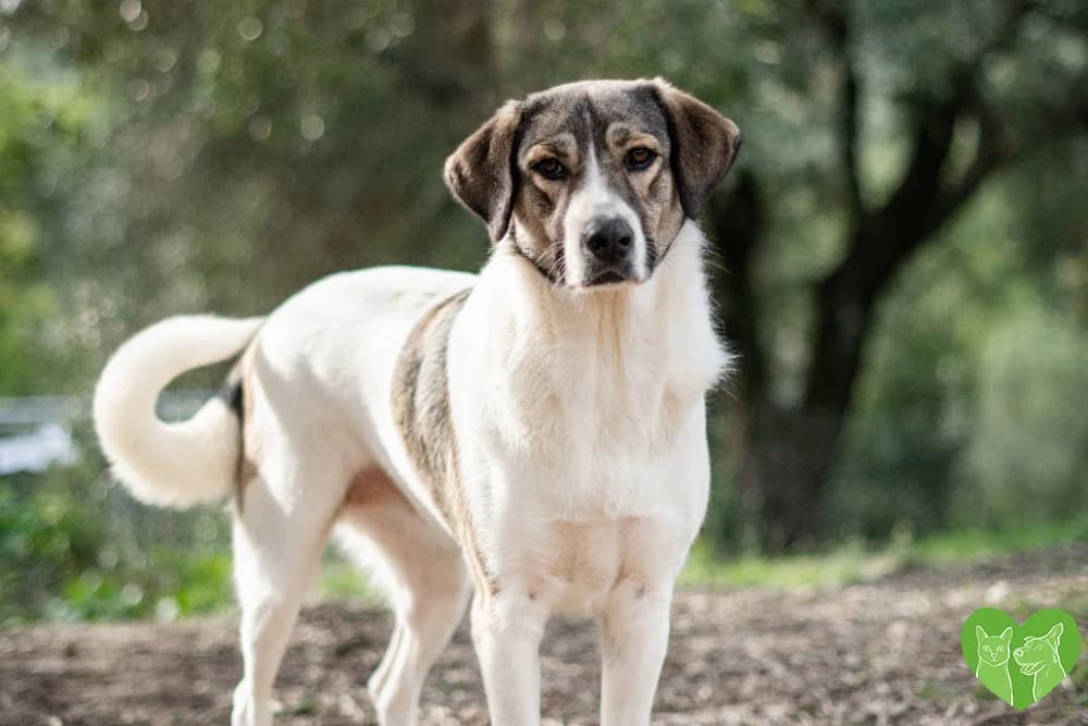Demi, female puppy Mixed Breed for adoption at Corfu Animal Help, Corfu