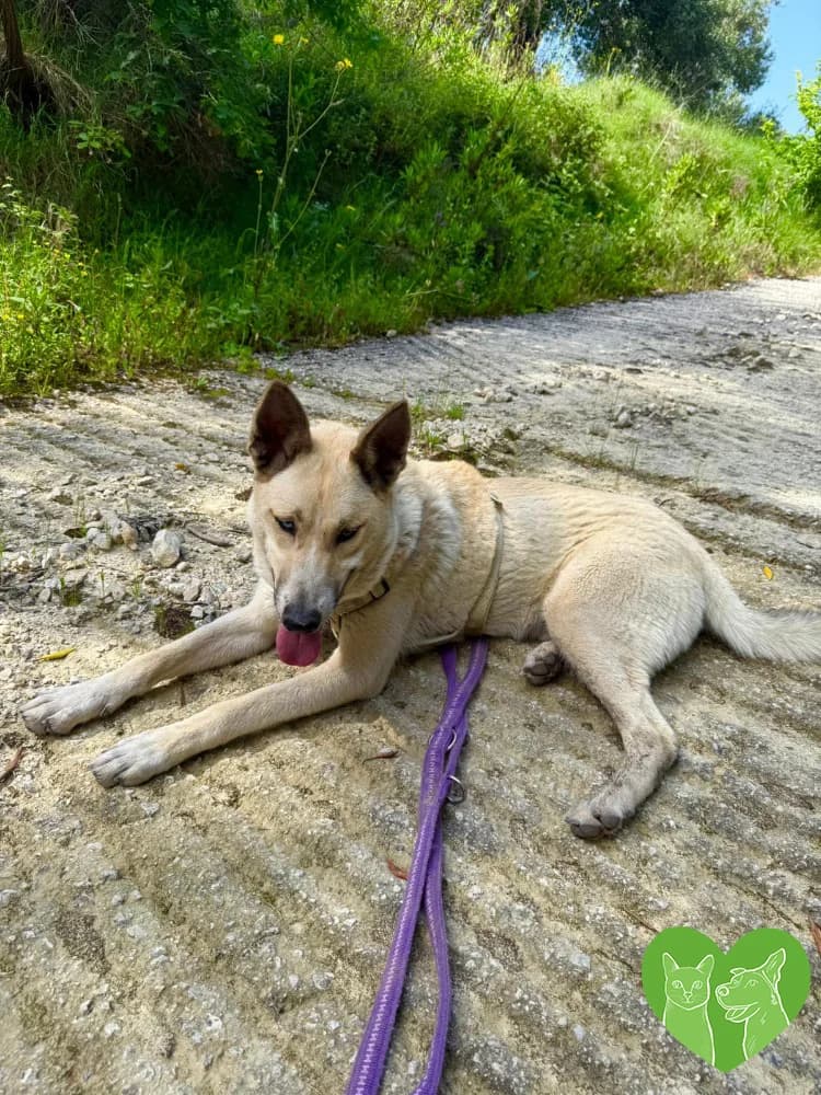 Diego, male puppy Mixed Breed for adoption at Corfu Animal Help, Corfu