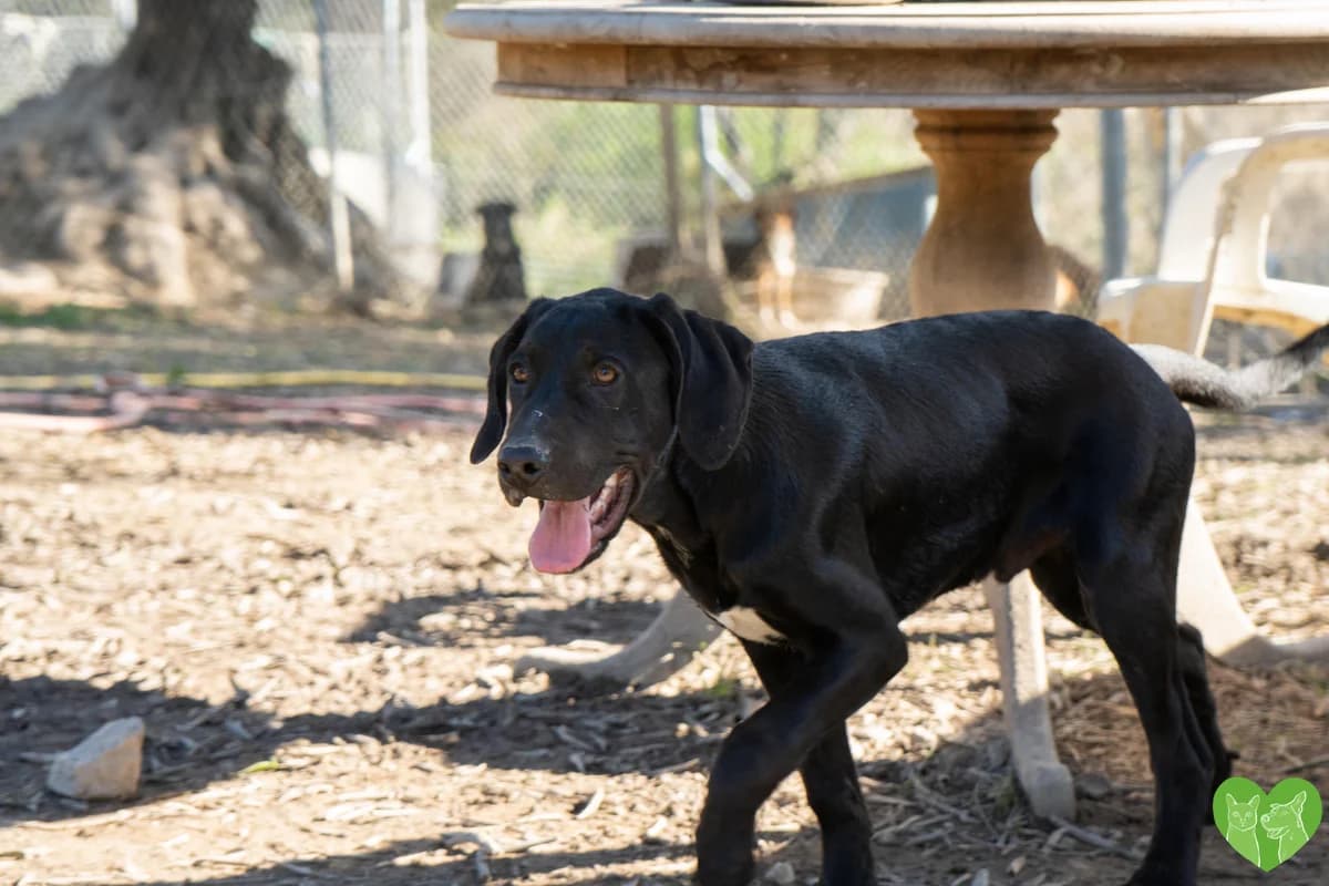 Enzo, male puppy Mixed Breed for adoption at Corfu Animal Help, Corfu
