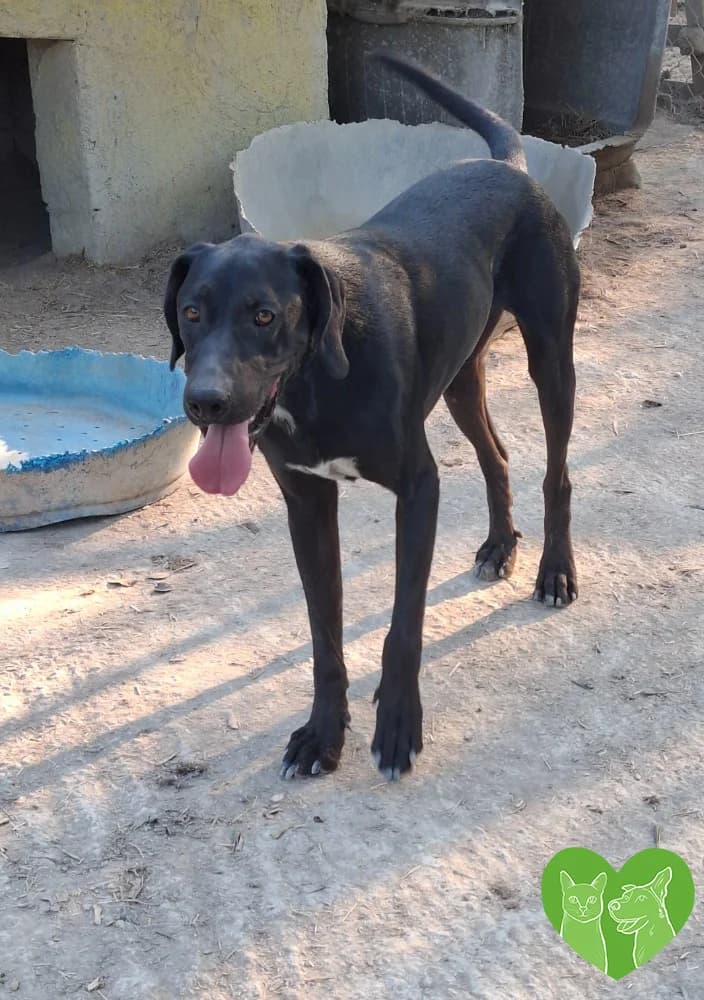 Enzo, male puppy Mixed Breed for adoption at Corfu Animal Help, Corfu