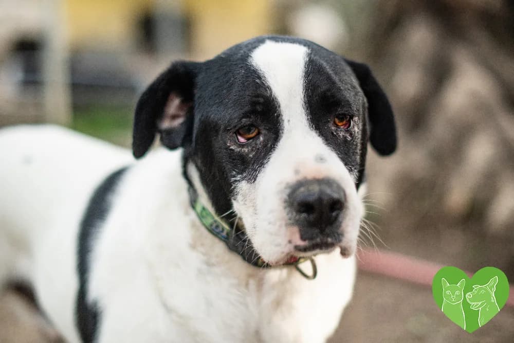 FABI, female Mixed Breed for adoption at Corfu Animal Help, Corfu