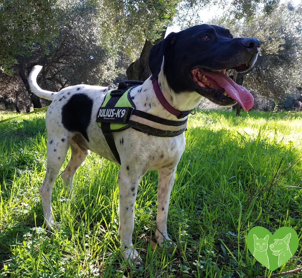 FIDO, female senior Mixed Breed for adoption at Corfu Animal Help, Corfu