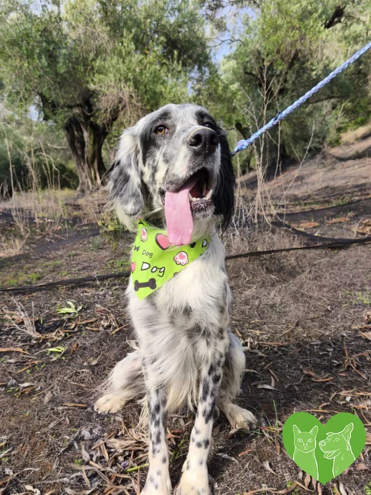 Georgie, male Mixed Breed for adoption at Corfu Animal Help, Corfu