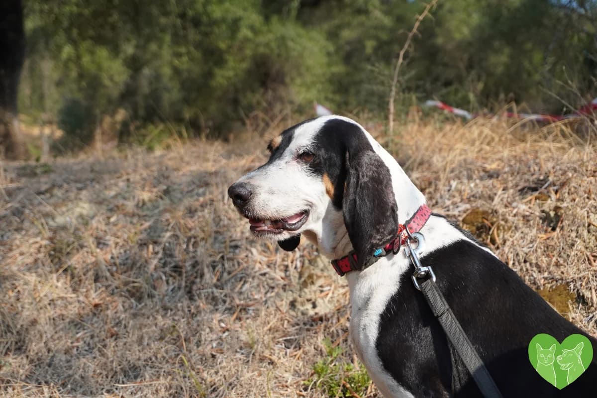 Hannah, female Mixed Breed for adoption at Corfu Animal Help, Corfu
