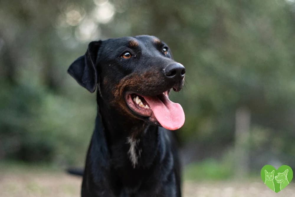 Isabel, female puppy Mixed Breed for adoption at Corfu Animal Help, Corfu