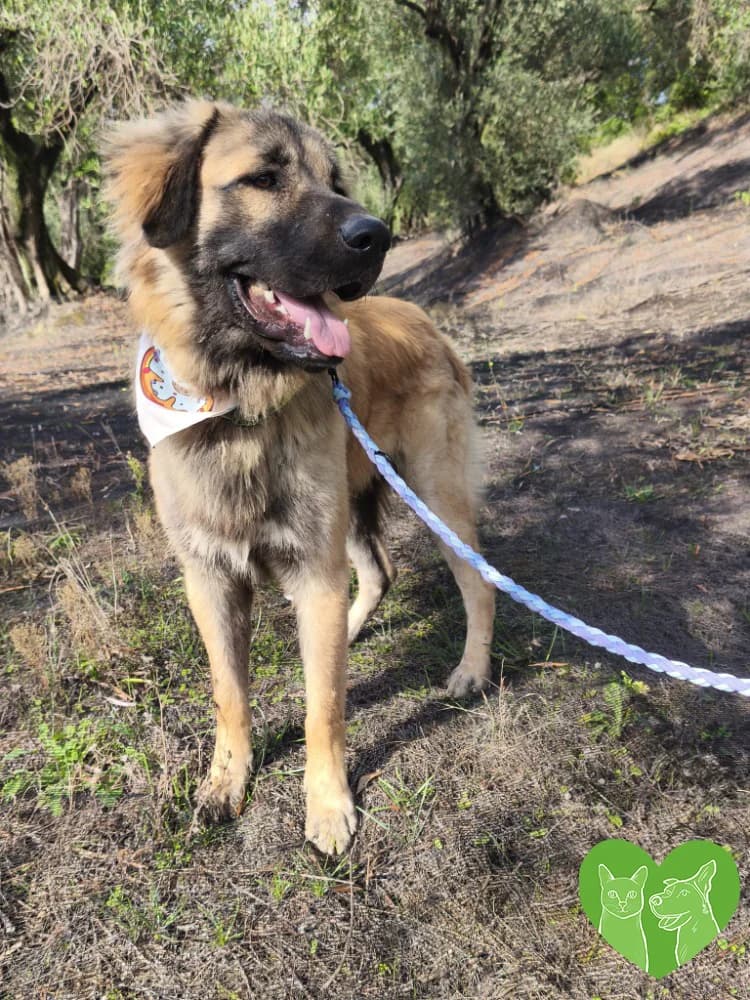 Juri, female puppy Mixed Breed for adoption at Corfu Animal Help, Corfu