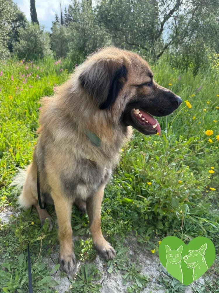 Juri, female puppy Mixed Breed for adoption at Corfu Animal Help, Corfu