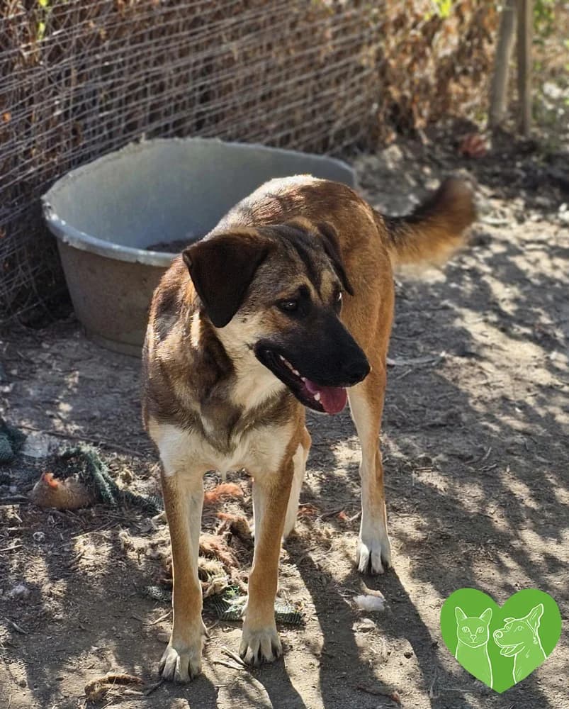 Kira, female 3yo Mixed Breed for adoption at Corfu Animal Help, Corfu