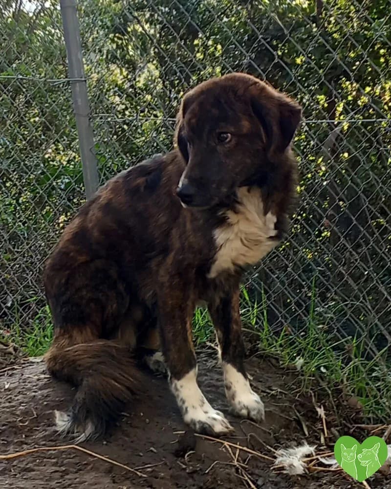 Luke, male 4yo Mixed Breed for adoption at Corfu Animal Help, Corfu