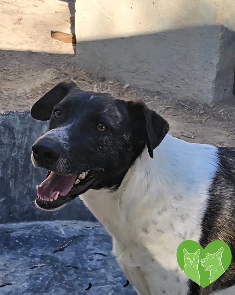 Mia, female puppy Mixed Breed for adoption at Corfu Animal Help, Corfu