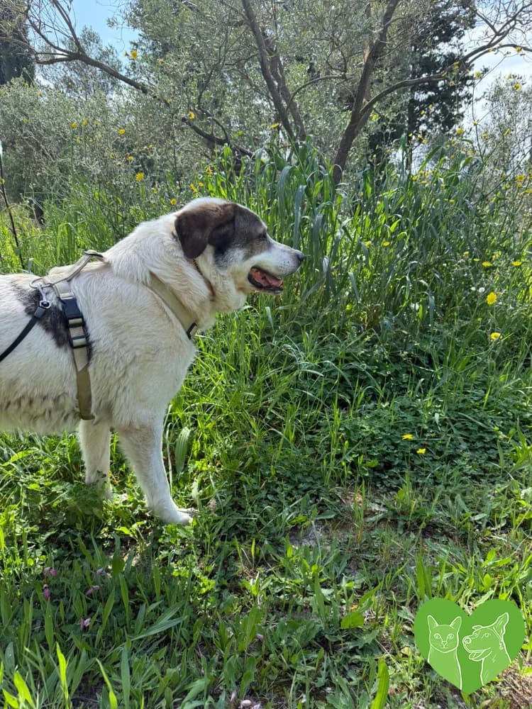 Monty, male Mixed Breed for adoption at Corfu Animal Help, Corfu