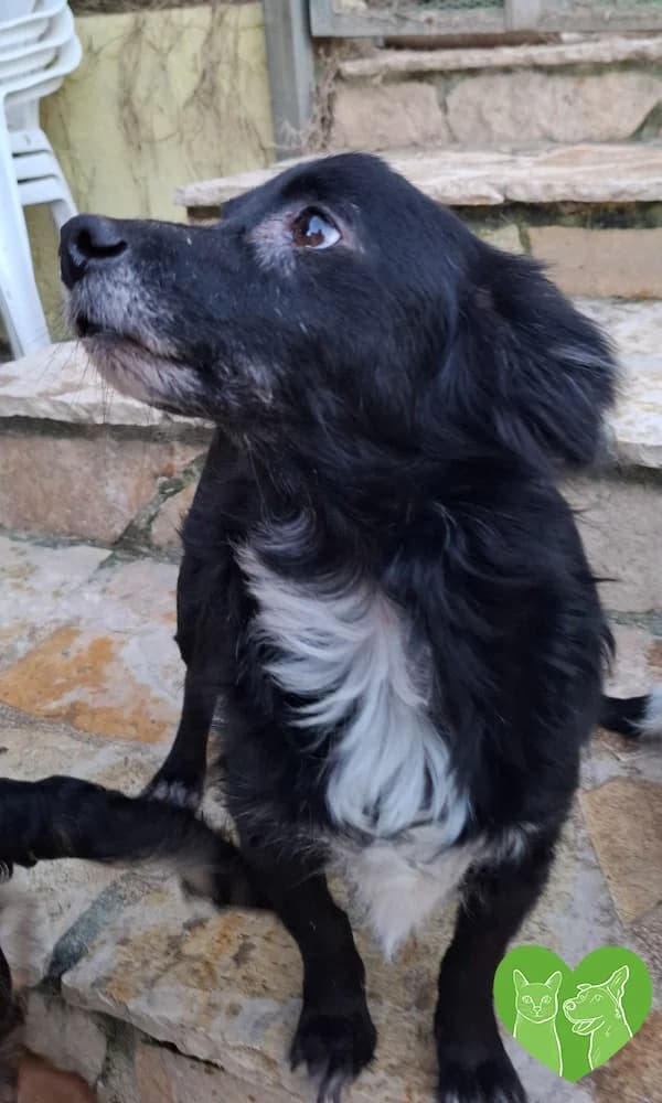 Niko, male Mixed Breed for adoption at Corfu Animal Help, Corfu