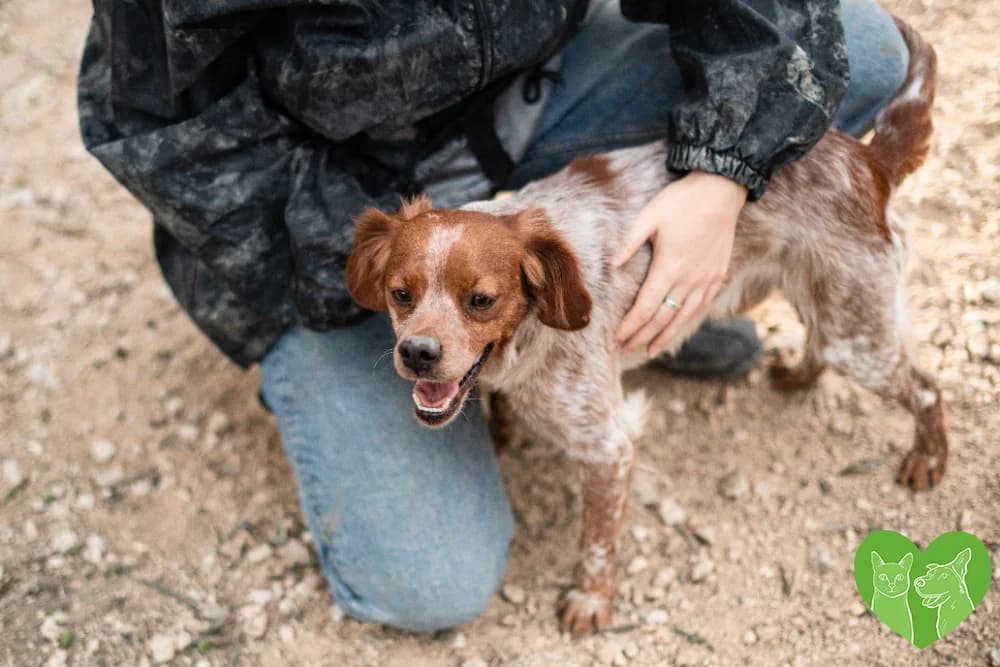 Ollie, female 5yo Mixed Breed for adoption at Corfu Animal Help, Corfu