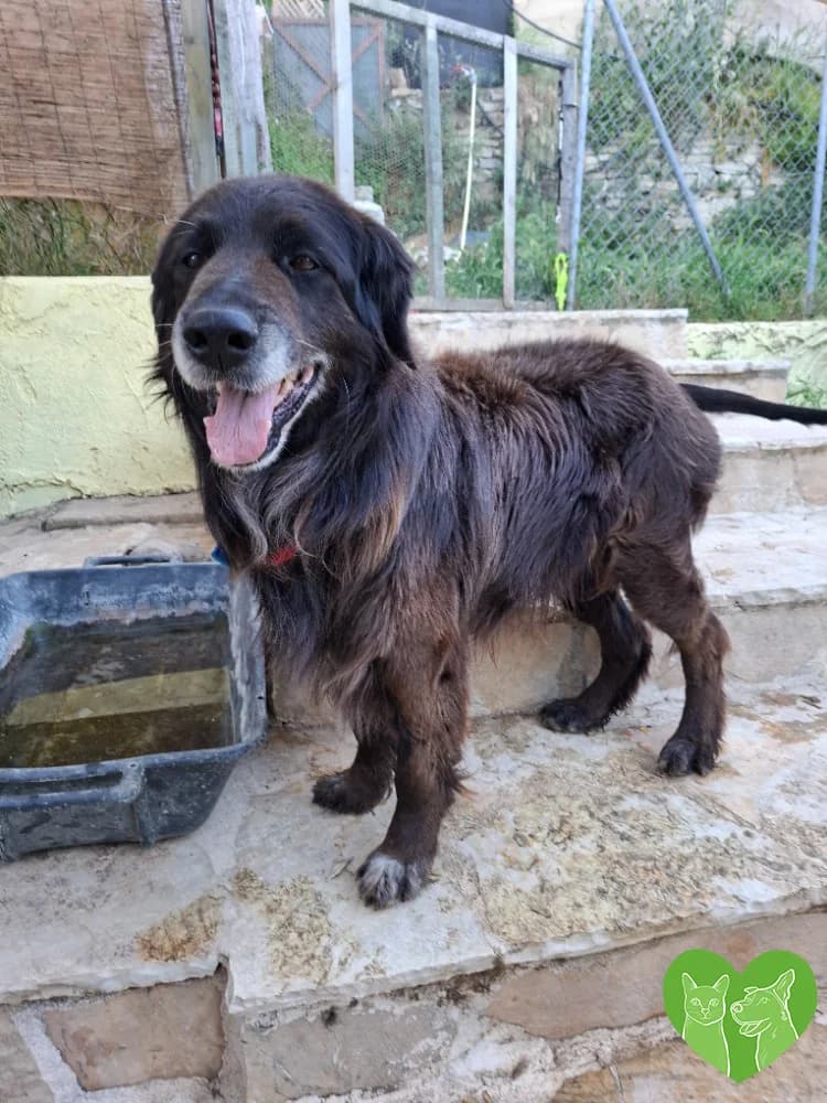 Rico, male Mixed Breed for adoption at Corfu Animal Help, Corfu