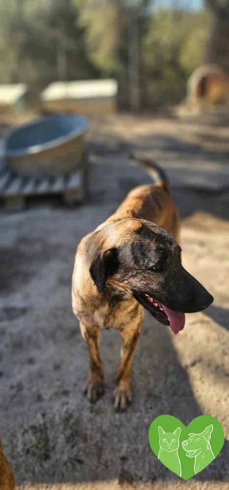 Winnie, female puppy Mixed Breed for adoption at Corfu Animal Help, Corfu
