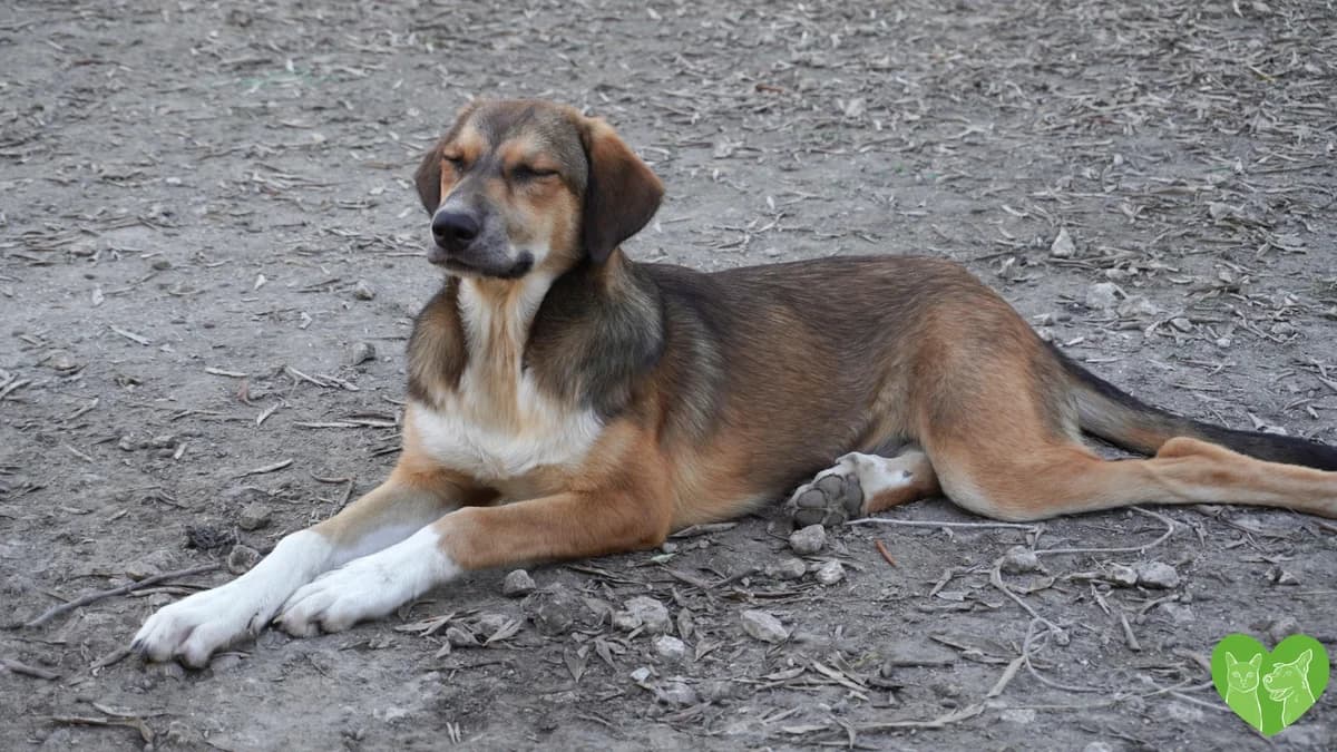 Zara, female puppy Mixed Breed for adoption at Corfu Animal Help, Corfu