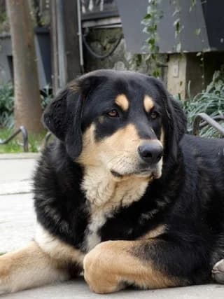 Fritz, male puppy Mixed Breed for adoption at Dogs Voice, Athens