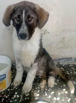 Ermis (Ερμής), male puppy Mixed Breed for adoption at Dogs Voice, Athens