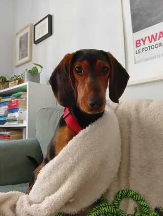 Meli (Μέλι), female puppy Mixed Breed for adoption at Dogs Voice, Athens